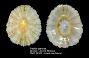 Patella caerulea